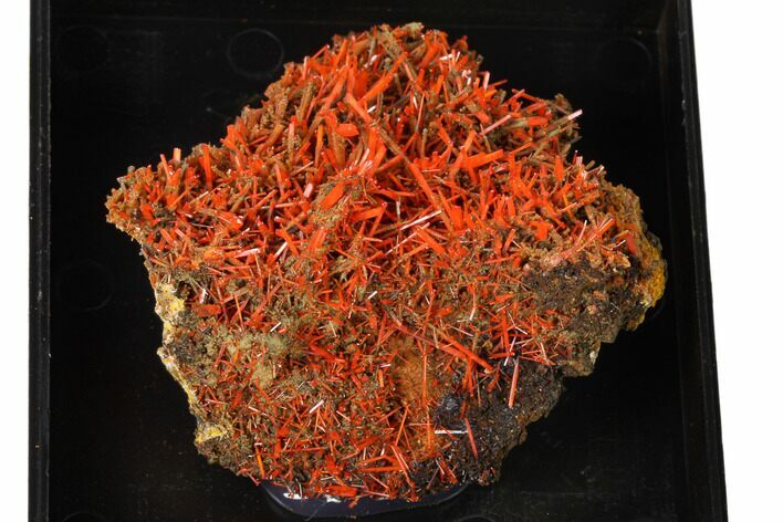 Bright Orange Crocoite Crystal Cluster - Tasmania #148523